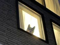 「10分外出しただけなのに飼い主を窓から監視」する犬　会いたい気持ちが爆発！？