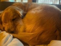 くるんと丸まって眠る姿が”ベーグルパン”のような犬　見ているだけで癒されてしまう！