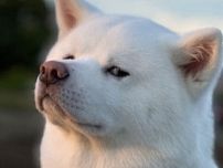 偶然撮れた秋田犬の貴重な「流し目」ショットに胸キュン！　「めっちゃイケワン」「カッコよすぎる」