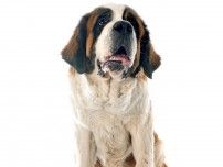 もっとも力持ちな犬種、もっとも速い犬種は⁉　知っておきたい犬種トリビア