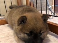 お迎え初日にケージの角でちんまりしていた子犬　4年後、「フレンドリーでとにかく人好きなコ」に成長！