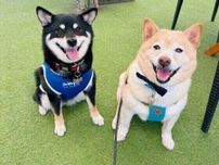 2頭目の愛犬を迎える前にしっかり考えておきたい「お金・環境・時間」について