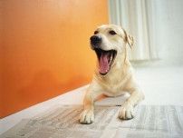 犬はどんなときにストレスを感じる？　犬の健康管理の疑問3つを解説