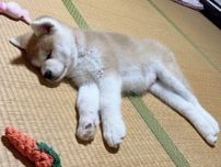 あどけない寝顔が可愛い秋田犬の子犬が、5カ月後には→「大きくなっても変わらない姿」に愛おしさが爆発！