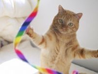 猫と暮らせば奇跡の連続！  立ち上がって虹色のおもちゃを狙う猫　決定的瞬間が撮れたワケ