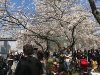 ニューヨークで空前のお花見ブーム　「日本のものはカッコイイ」だけじゃない切実な懐事情とは　