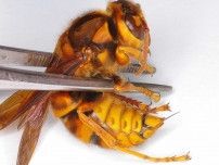 「ハチに2回さされたら死ぬ」は本当か？　医師も警戒「毒のカクテル」の恐るべき影響とは
