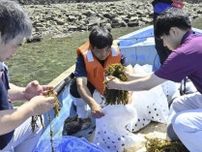 ヒジキ安定生産へ完全養殖の実証実験　宇和島沿岸で漁協青年協