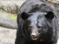 「イオン」にクマ侵入…吹き矢で麻酔の県職員にネット騒然「何者?」 実はえりすぐりの精鋭