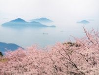紫雲出山桜シーズン2024