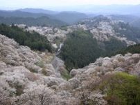 吉野山　桜ライトアップ