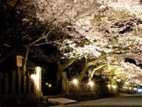 阿蘇神社　桜のライトアップ