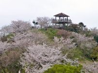 高津子山　桜ウォーク