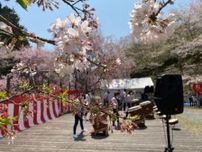 かみかわ桜の山 桜華園 さくらまつり