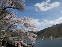 【桜・見ごろ】奥多摩湖
