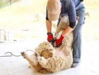 羊の毛刈りショー