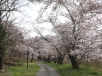 【桜・見ごろ】鵜山の桜並木