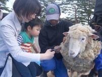 南ヶ丘牧場 羊の毛刈りイベント
