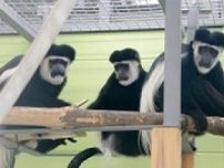 ガイドツアー　動物園の“裏側”から見る霊長類の社会