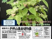 姫路市立手柄山温室植物園　古典植物と山野草展