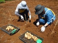 国営昭和記念公園　こもれびの里「ジャガイモ掘り体験」