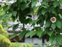 【花・見ごろ】田中本家の沙羅の花