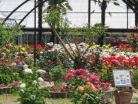 【花・見ごろ】和歌山県植物公園緑花センターのバラ