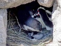 マゼランペンギンリモート巣穴ツアー