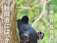 加藤明見写真展「秋田市には、クマがいる」