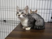広島県動物愛護センター 猫の譲渡会（7月）