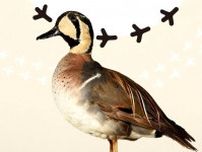 特別展「鳥」国立科学博物館で - 剥製標本などを展示、鳥類の進化の不思議に迫る