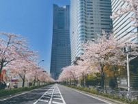 横浜「みなとみらい21 さくらフェスタ2024」“500mの桜並木”でグルメストリートなど