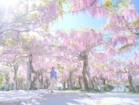 広島・せらふじ園「ふじまつり」“昇り藤”ルピナスなど花咲く柔らかな藤色空間、ライトアップも