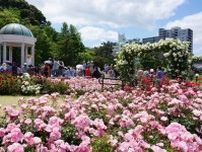 横須賀市ヴェルニー公園「春のローズフェスタ」色や香りが異なる多彩な約130類の“春バラ”が見頃に