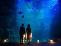京都水族館「夜のすいぞくかん」幻想的な照明で演出、夜にしか見られないペンギンやオットセイの寝顔も