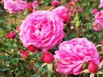大阪・万博記念公園「春のローズフェスタ」華やかな“春バラ”約250品種・2,400株の絶景