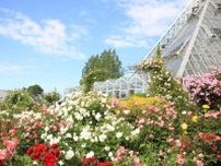 植物園「大阪府立花の文化園」のバラが見頃に、約500品種・1,400株が開花