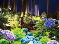 静岡・三島スカイウォーク「あじさい祭」205品種13,000株が見頃に、紫陽花着想スイーツも