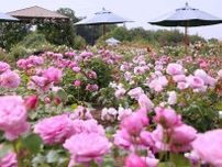 広島・そらの花畑世羅高原花の森「ローズフェスタ」150品種7,200株が見頃に、茜空×バラの絶景も