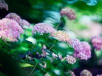神戸布引ハーブ園「アジサイ」が見頃に、“古城”展望テラス＆林の小径で約1,500株の紫陽花を観賞