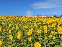 横須賀「ソレイユの丘」で約10万本のヒマワリが開花、“まるで絵画”のような絶景＆限定ひまわりフード