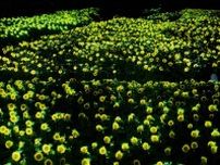 「チームラボ ボタニカルガーデン 大阪」夜の植物園で光り輝く2万株のヒマワリ
