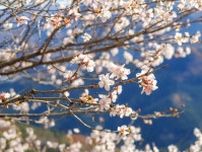 3月下旬からお花見が楽しめる「関東近郊の登山スポット」3選　自然の中で春らしい景色を満喫！【2024年3月版】