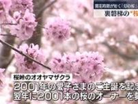 【裏磐梯の桜峠が見ごろに】開花期間が短く幻の桜とも言われるオオヤマザクラ・福島県
