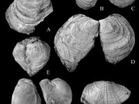 福島県いわき市で日本初の種類の二枚貝の化石が出土　恐竜時代の地層の年代示す「示準化石」【福島県】