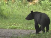 【熊の目撃情報】福島市小田の県道148号で体長約1メートルの熊を目撃・福島県