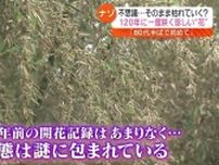 【120年に一度だけ咲き…この後どうなるの？】謎に包まれた竹の花が三春町で開花・福島県