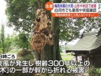 樹齢300年以上のカシの木が幹から…県内でも被害　福島・白河市
