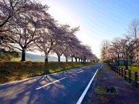 【渓流ルアーで参加】春ど真ん中！満開の桜咲き誇る那珂川にて「2024渓流バトル」が開催された！
