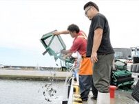 ヒラメの稚魚放流始まる　「常磐もの」大きく育て　福島県新地町の釣師浜漁港